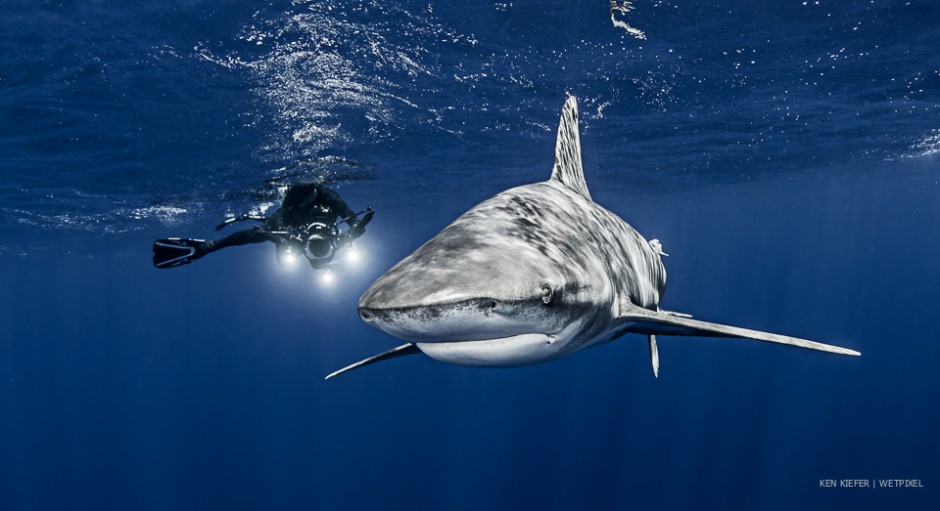 Ken Kiefer: Oceanic whitetips.