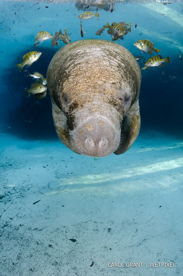 Carol Grant: Manatees-sirens of Crystal River.