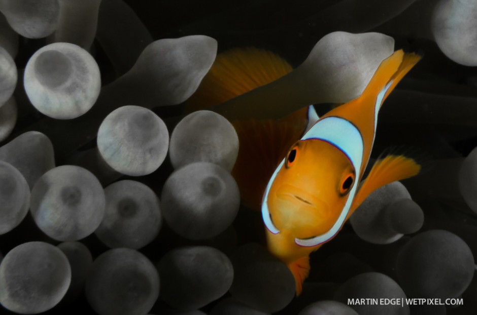 False clown anemone fish (*Amphipnon ocellaIis*) in a de-saturated anemone.