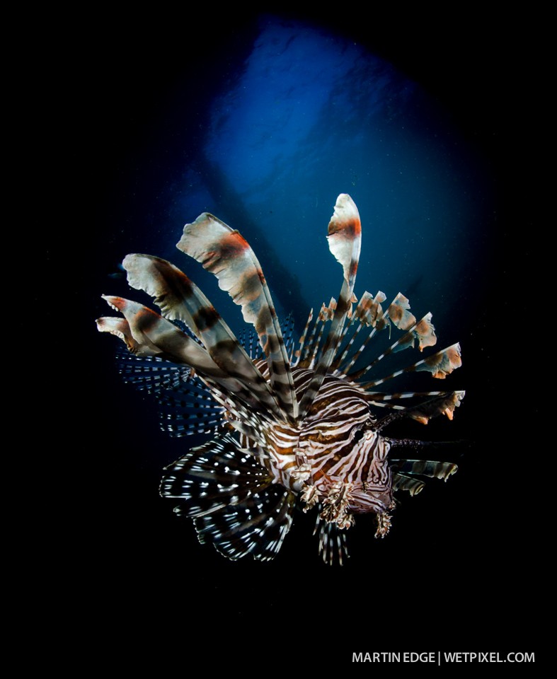 Common lion fish (*Pterois volitans*).