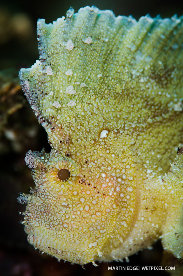 Leaf scorpionfish (*Taenianotus triacanthus*) @ f8.