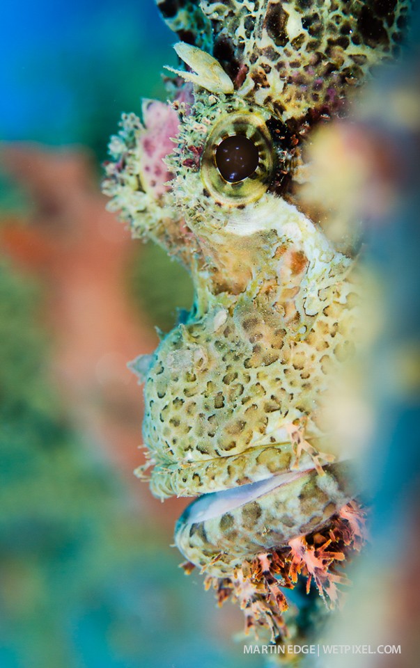 Tassled scorpionfish (*Scorpaenopsis oxycephala*) portrait @ f8.