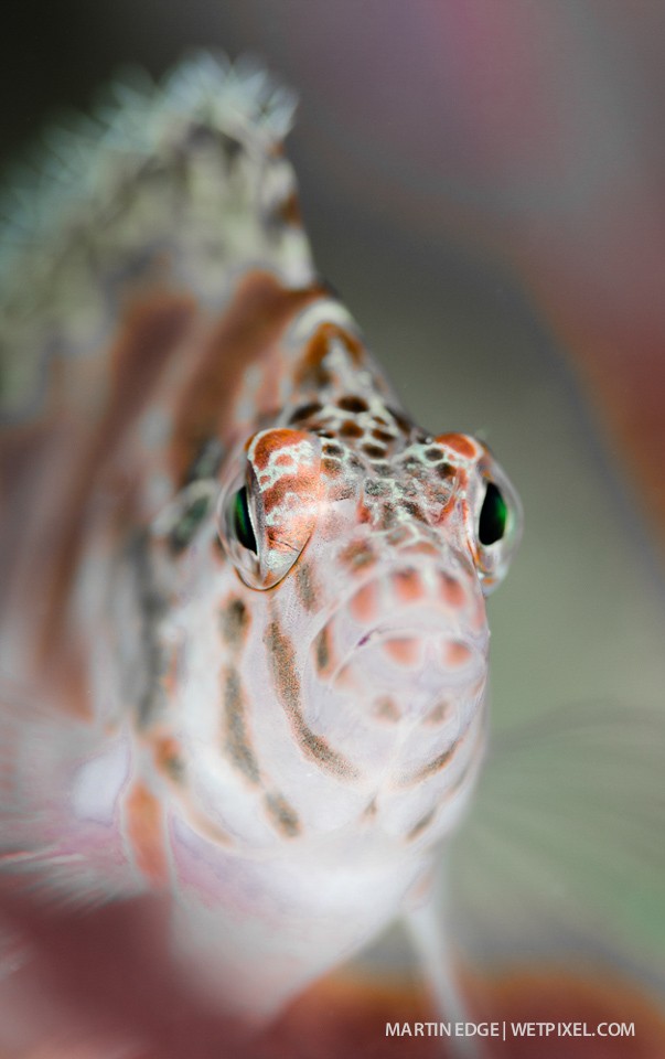 Threadfin hawkfish (*Girrhitichthys aprinus*) portrait @ f8.