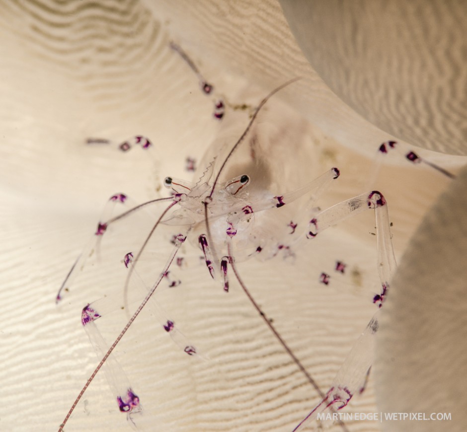 Super macro images of a bubble coral shrimp (*Vir philippinensis*).