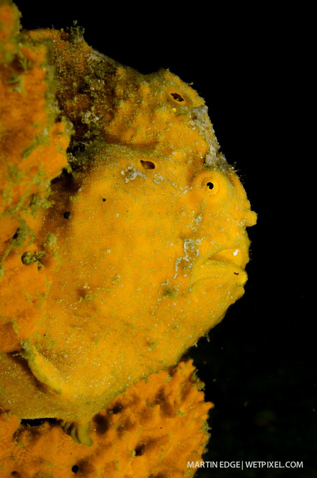 Profile of a painted frogfish (*Antennarius pictus*) @ f27.