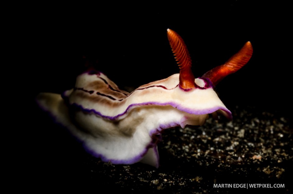 Portrait of *Chromodoris sp* nudibranch.