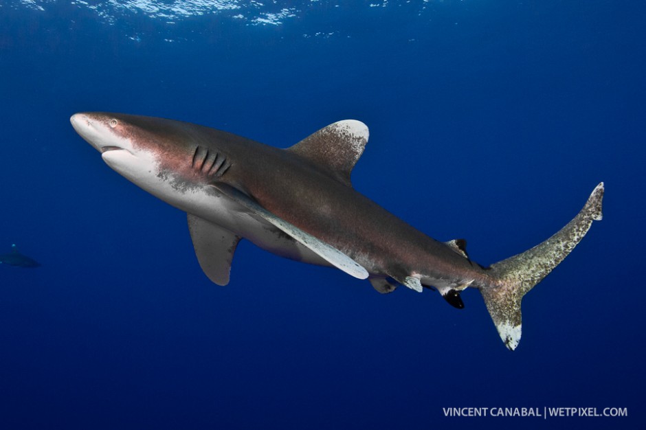 A oceanic whitetip shark in  the blue void.  Younger whitetips have black on their second dorsal and anal fins.