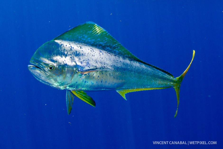 Mahi Mahi oftern swim into the mix looking for scraps of food.