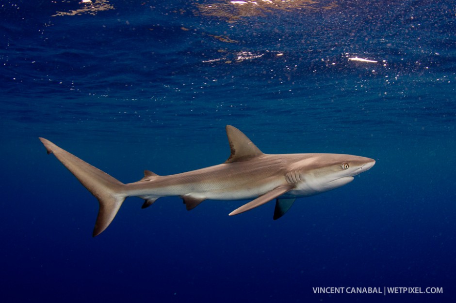 A dusky shark roams the area in search of food.