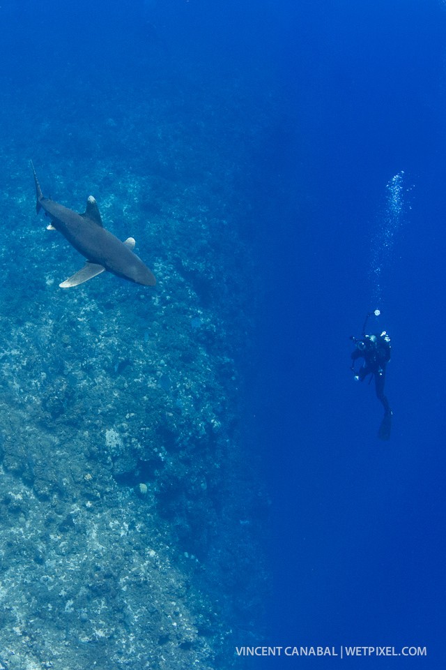 The steep drop-offs on Cat Island are a favorite hangout for pelagic predators.