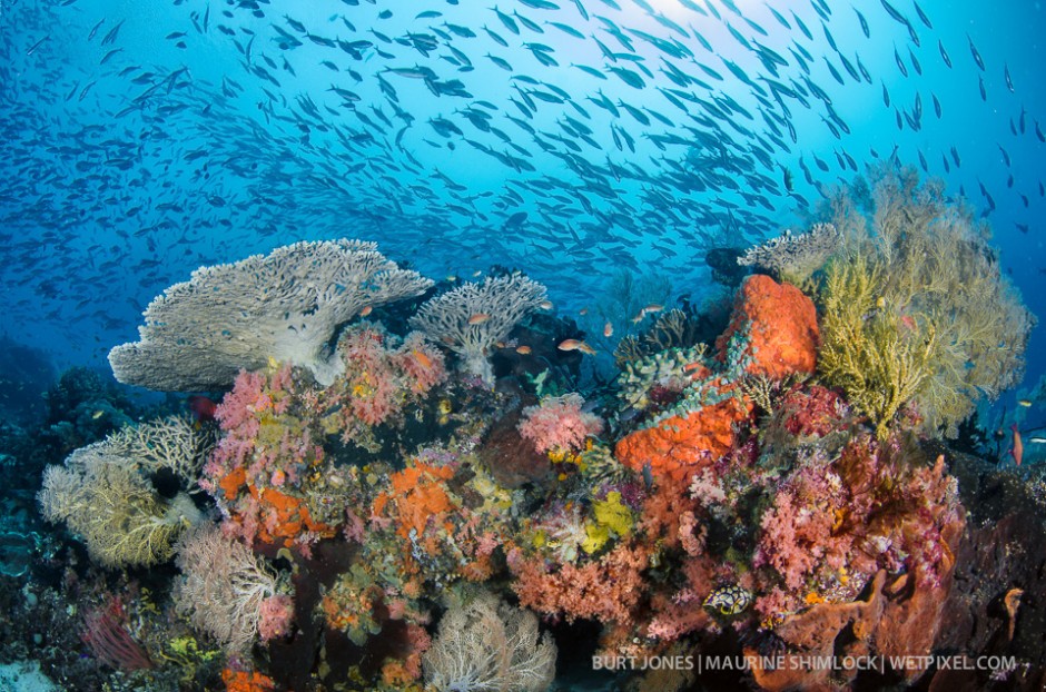 Multiple species of Fusiliers swirl above a soft coral covered ridgetop. Divesite: "Chicken Reef", Dampier Strait, Raja Ampat.