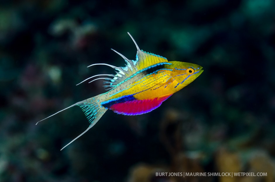 The so-called "flasher" wrasse (*Paracheilinus nursalim*).  Divesite: "Flasher Beach", Lauzaro Island, Triton Bay