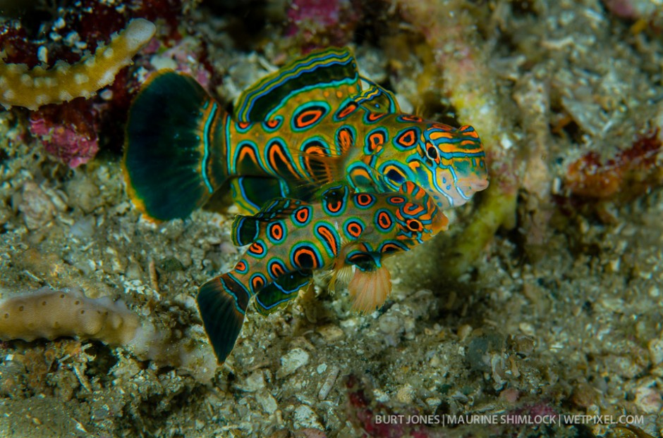 Mating picturesque dragonets (*Synchiropus picturatus*). These fish are  less known and rarer than their more common relative the Mandarinfish. Divesite: "Wruzwarez Slope", Batanta Island, Raja Ampat.