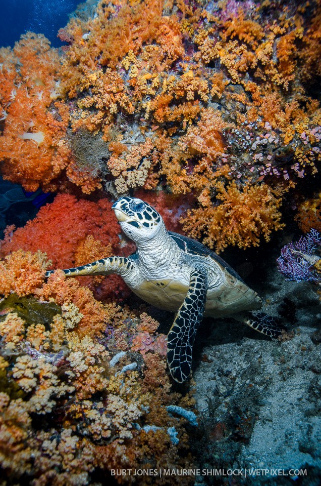 Hawksbill turtle (*Eretmochelys imbricata*). Critically endangered but the most common species found in Raja Ampat. Divesite: "Citrus Ridge", Waigeo Island, Raja Ampat.