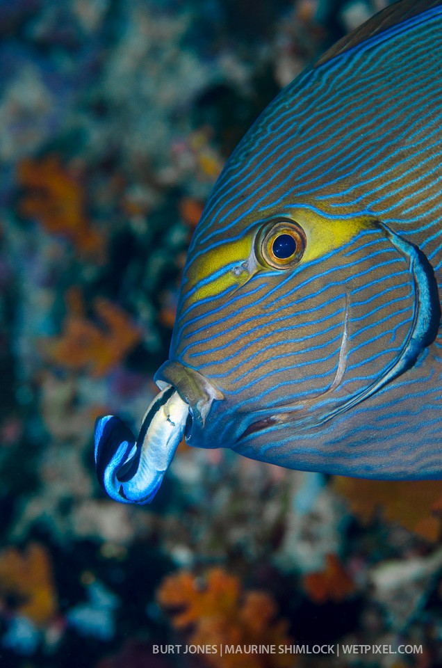 An eyestripe surgeonfish (*Acanthurus dussumieri*) being cleaned by a bluestreak cleaner wrasse (*Labroides dimidiatus*). Divesite: "Wedding Cake" Misool, Raja Ampat.