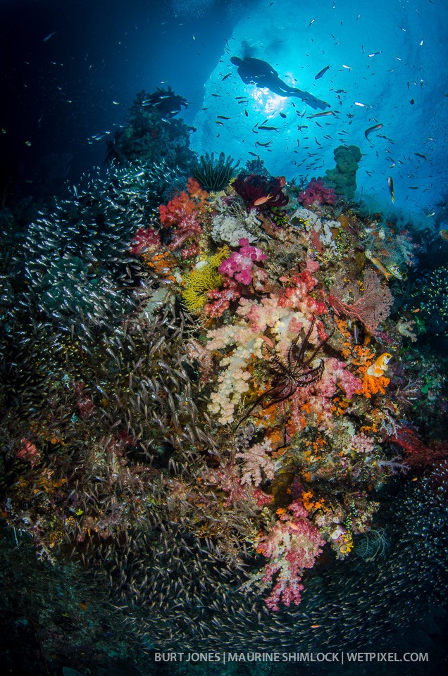 Baitfish cover the soft coral draped reef near an underhang at the divesite "Kaleidoscope", Misool, Raja Ampat.