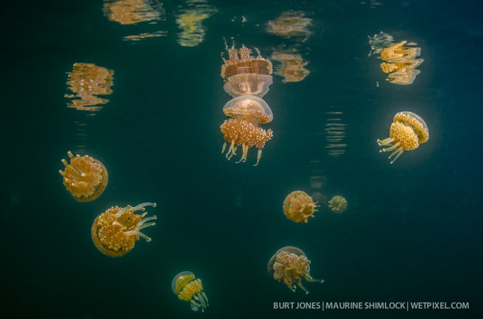 The newly "discovered" Tomolol Jellyfish (*Mastigias papua*) lake is similar to Palau's but larger.  It is very near the immense, famous Tomolol Air Cave, which visitors can float through. 