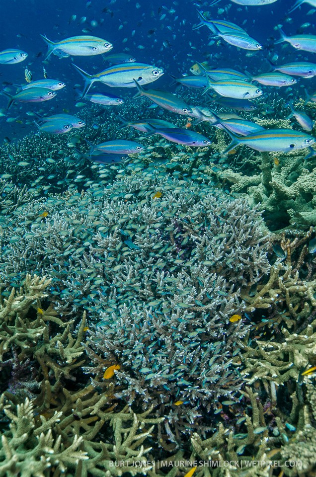 Hard coral garden with schooling bluestreak fusiliers and blue-green chromis (damselfish)
Fusliers (*Pterocaesio tile*), Chromis (*Chromis viridis*). Divesite: "Melissa's Garden", Fam/Penemu Islands, Raja Ampat.