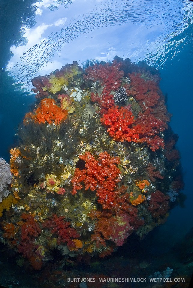 Triton Bay's soft corals rival any on the planet for their beauty, and sheer abundance. Divesite: "Saruenus Island", Triton Bay.