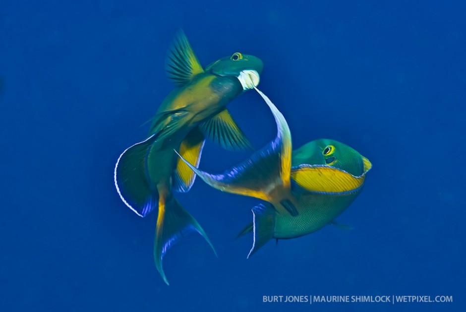 These male round-spot surgeonfish (*Acanthurus bariene*) are competing for the attention of females prior to mating. Divesite: "Boo Windows", Misool, Raja Ampat.