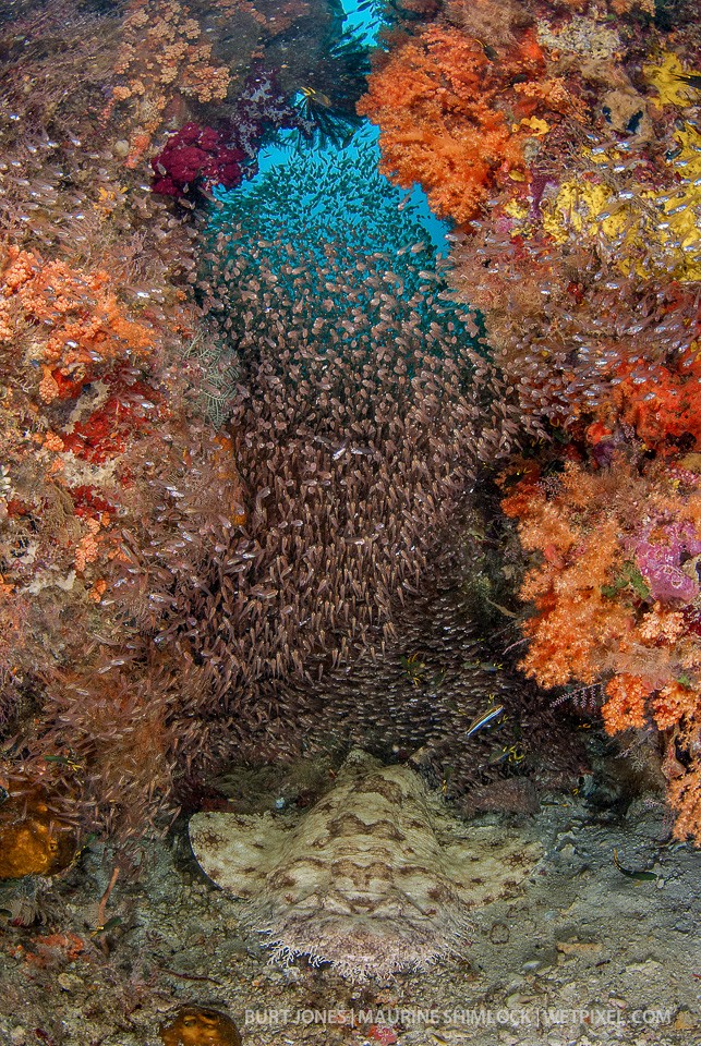 Wobbegong Sharks (*Eucrossorhinus dasypogon*) are sedentary bottom dwelling ambush predators. Divesite: "Citrus Ridge", Waigeo Island, Raja Ampat.