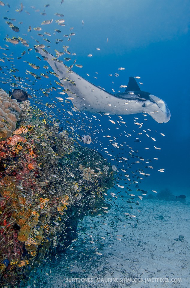 Reef Manta (*Manta alfredi*). Divesite: "Manta Sandy", Dampier Strait, Raja Ampat.