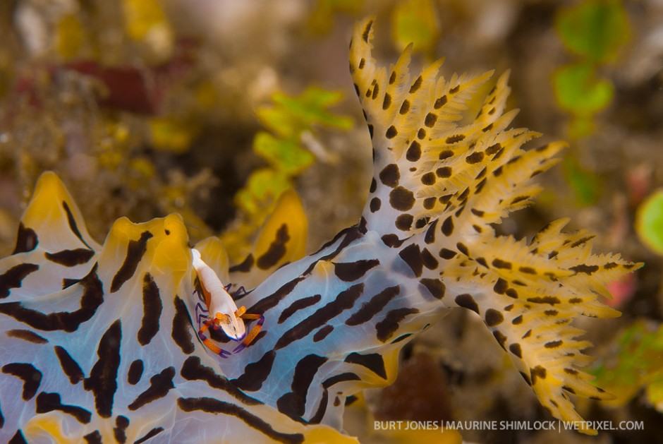 Emperor shrimp (*Periclemenes imperator*) live commensally with a number of invertebrate species, including sea stars, sea cucumbers and nudibranchs. Here on Halgerda okinawa. Divesite: "Algae Patch 2", Batanta Island, Raja Ampat.