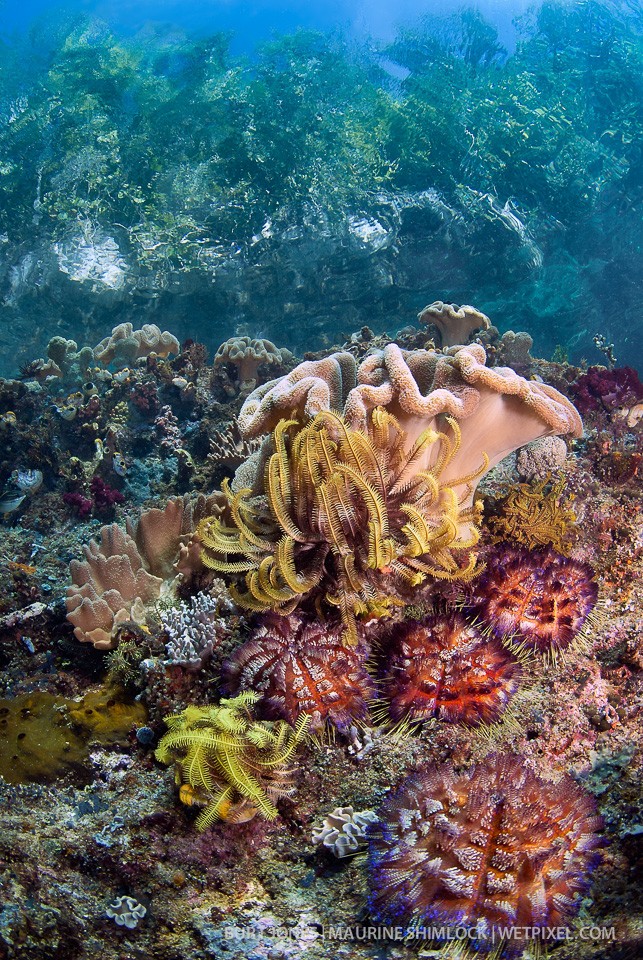 The island, trees above and the reef below. Note: the brilliantly colored fire urchins (*Asthenosoma varium*) in the middle foreground. Divesite: "Channel Island", Aljui Bay, Waigeo Island, Raja Ampat.