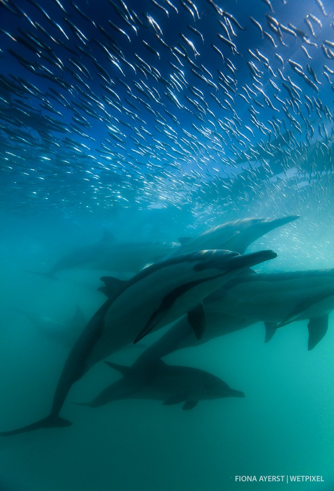 A pod of dolphins approached  extremely close to me. It was a split second moment, as the sardines rushed over their heads the dolphins were gone again.