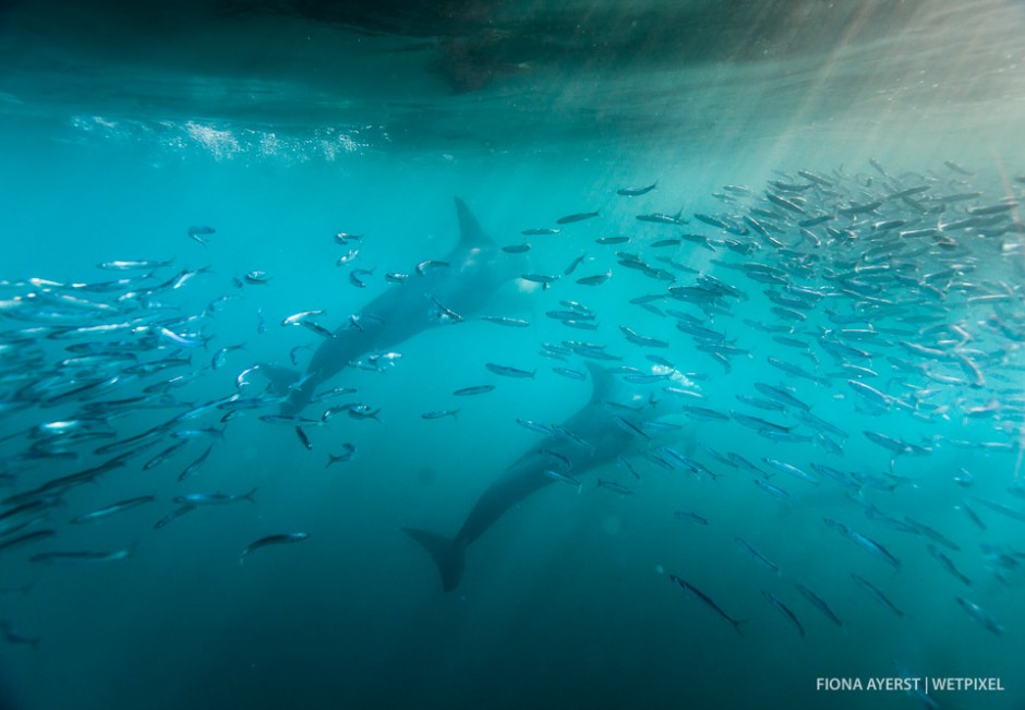 As the dolphins rush through the fish eating great wads of them, so an oily film begins to lower the viz. even further and to create a slick on the surface of the ocean