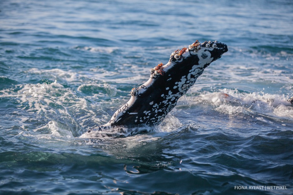 Two snorekellers get up close and personal with two friendly humpback whales (*Megaptera novaeangliae*). This species is well known for it's  attempts to try and avoid people in the water.