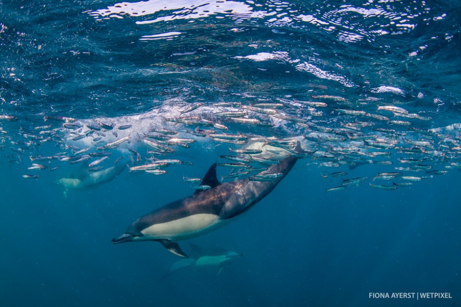 The dolphins charge at the ball constantly as it gets smaller and smaller. They push it higher and higher in the water where it is easy for them to see and finish off. 