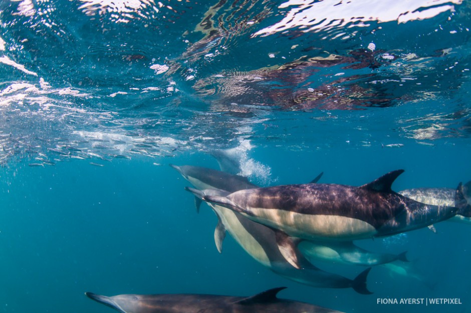 Common dolphins (*Delphinus capensis*) chasing and herding a bait ball.