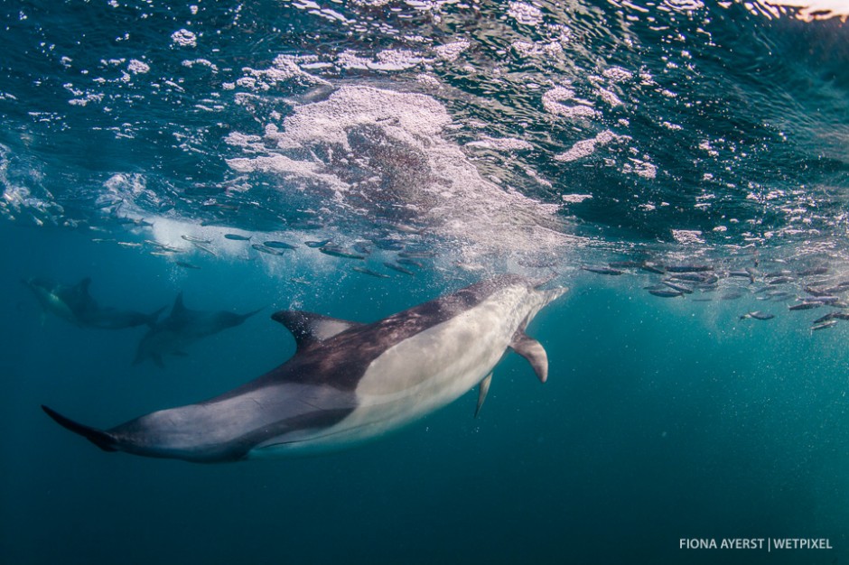 Common dolphins  (*Delphinus capensis*) chasing and herding a bait ball.