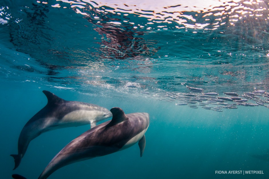 Common dolphins  (*Delphinus capensis*) chasing and herding a bait ball.