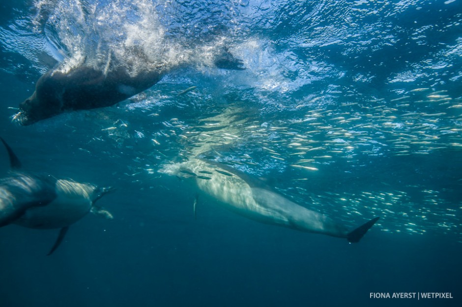 Common dolphins (*Delphinus capensis*)  vie with cape fur seals (*Arctocephalus pusillus*) in a feeding frenzy when a ball of sardines is spotted. The seal manages to shoot away with a mouth packed full of the little silvery bait fish.