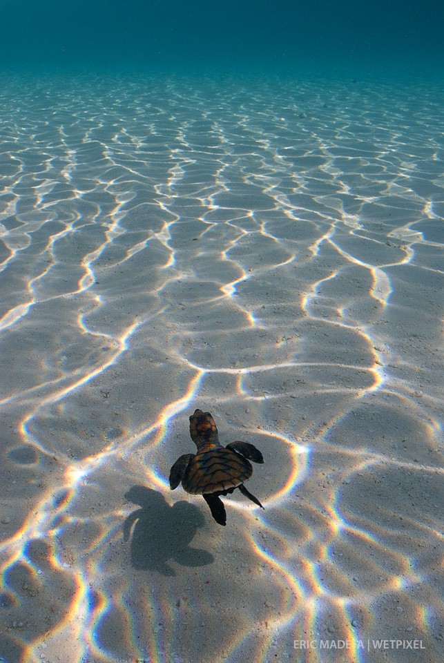 Newly hatched Hawsbill Turtle (*Eretmochelys imbricata*) heading towards the open sea and to what is known as the "lost years".