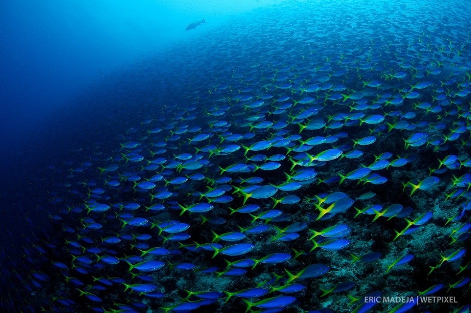 Schools of Yellow tail fusiliers (*Caesio teres*) so large you can't see the reef anymore.