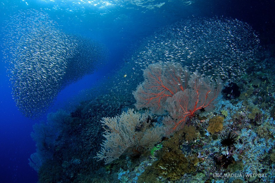 The seasonal baitfish occurrence at Lemnaka, West Papua plays an important role in the reefs ecology.