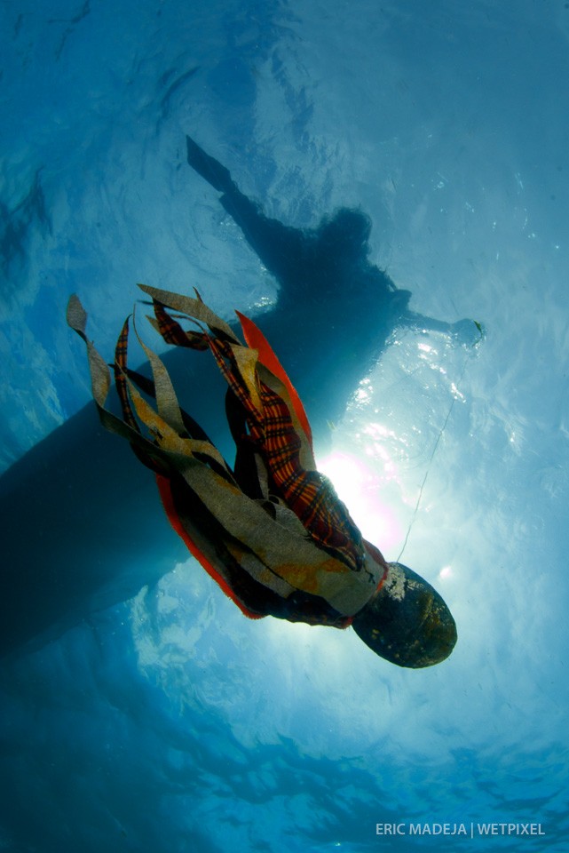 The Bajau Laut use homemade lures to catch octopus. The male thinks the lure is a female and comes out of hiding.