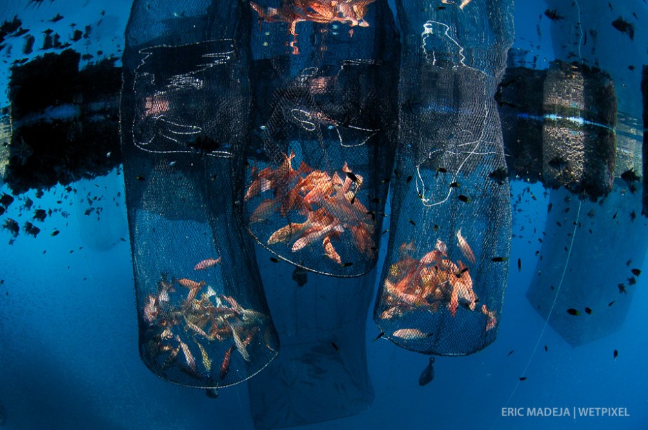 Caged coral trouts (*Plectropomus leopardus*) are fed until they reach a certain size ready to be shipped to a "Live Seafood Restaurant". Their deep red skin colour and flaky flesh makes them a priced food fish in the Chinese cuisine.