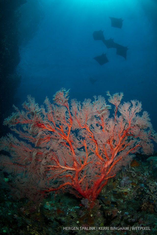 Mobula rays (*Mobula sp.*) pass through the narrow channel at the Three Sisters dive site in southern Raja Ampat above a gorgonian sea fan (*Alcyonacea*). Raja Ampat, Indonesia.