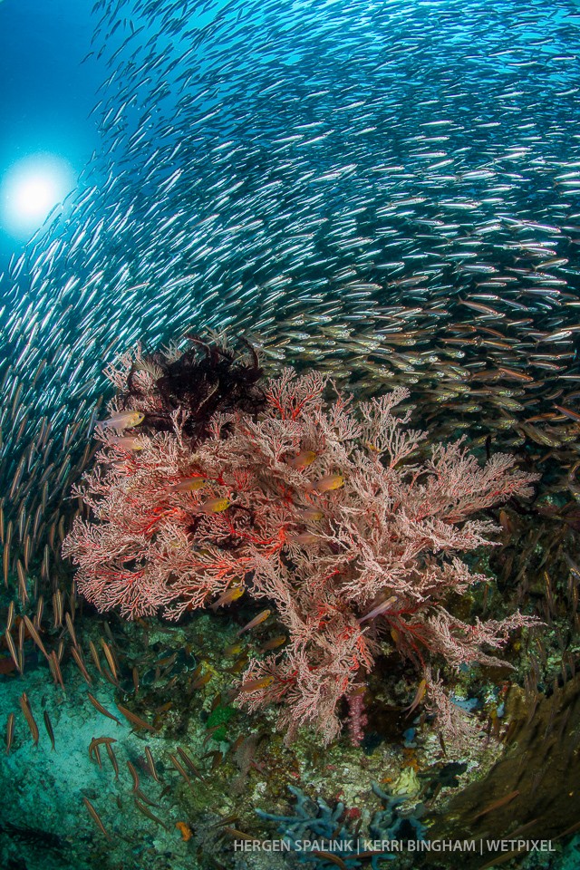 A diver triggers a silverside (*Atheriniformes sp.*)  wave over a gorgonian sea fan (*Alcyonacea*) with her torch. Raja Ampat, Indonesia.