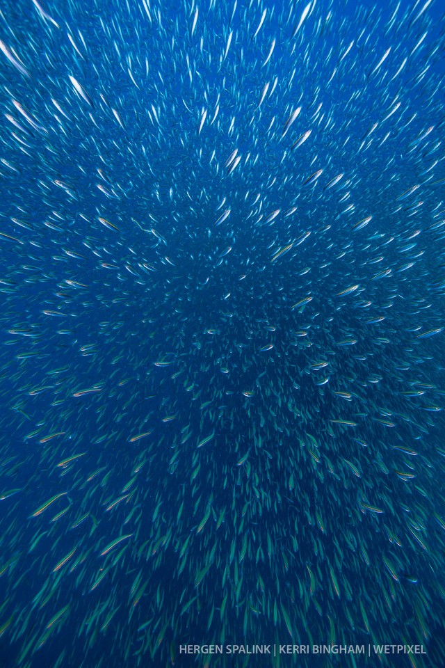 Silversides (*Atheriniformes sp.*) split to allow the photogrpaher to pass through. Raja Ampat, Indonesia.