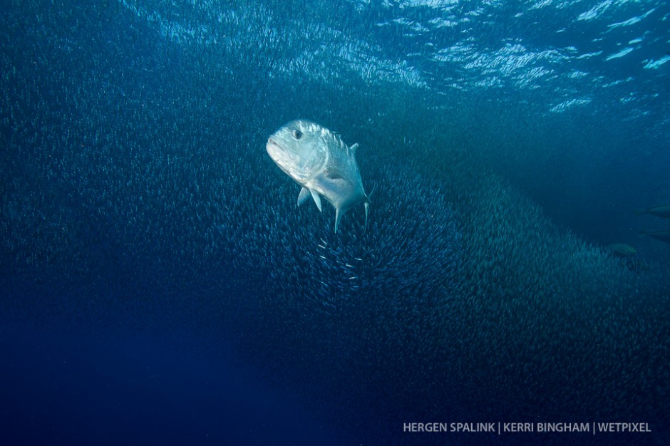 Giant trevally (*Caranx ignobilis*) get in on the action, shooting through the schools of silversides (*Atheriniformes sp.*)  at high speeds. Raja Ampat, Indonesia.