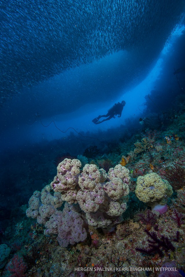 A silverside (*Atheriniformes sp.*) school parts for a diver's bubbles on the slopes of a Misool reef. Raja Ampat, indonesia.