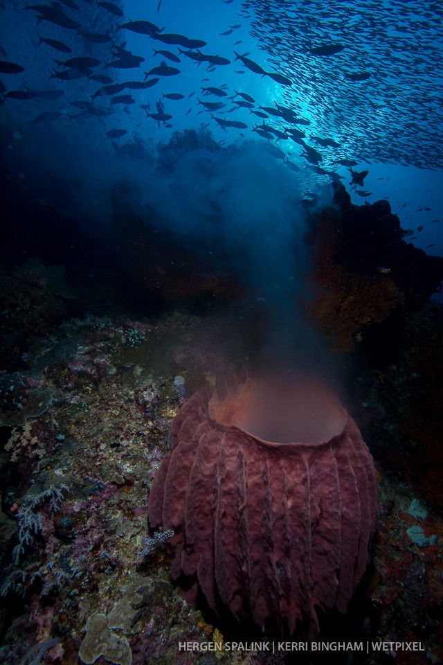 A barrel sponge (*Xestospongia testudinaria*) spawns beneath large schools of fusiliers (*Caesionidae sp.*) and silversides (*Atheriniformes sp.*). Raja Ampat, Indoensia.