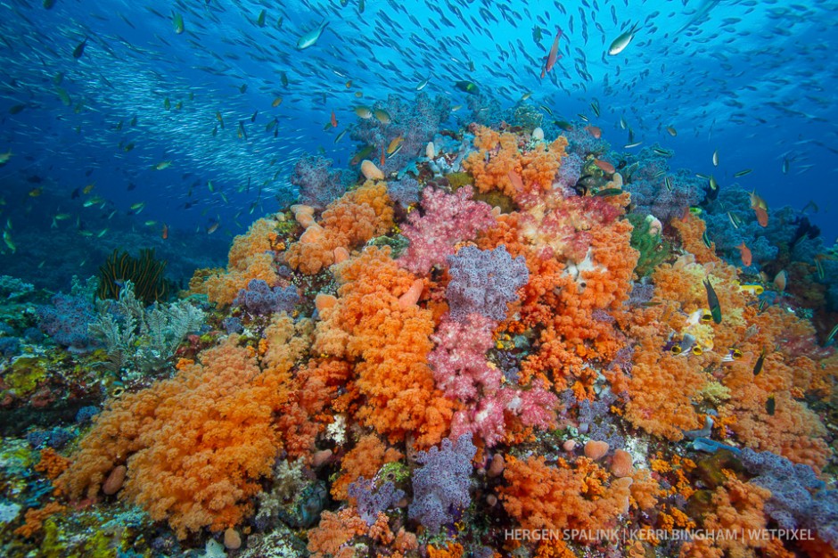 The silversides (*Atheriniformes sp.*) add another level to this colorful Raja Ampat soft coral (*Alcyonacea*) reefscape. Raja Ampat, Indonesia.