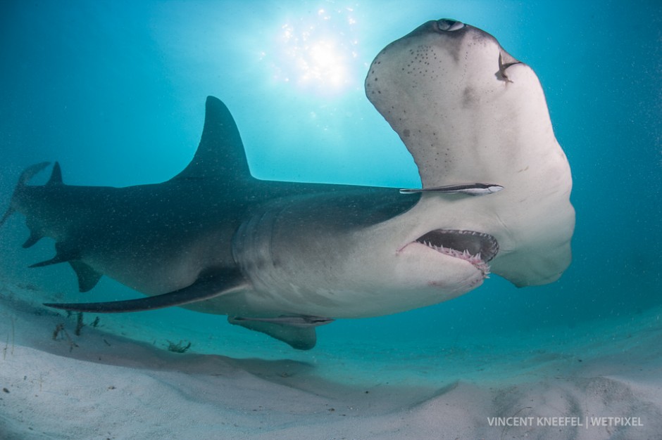 Great hammerhead shark (*Sphyrna mokarran*).