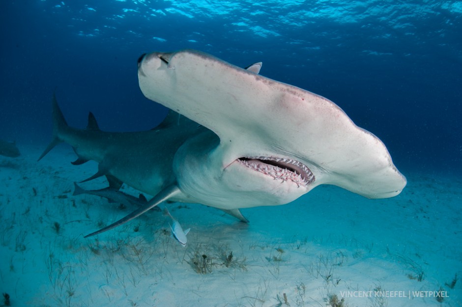 Great hammerhead shark (*Sphyrna mokarran*).